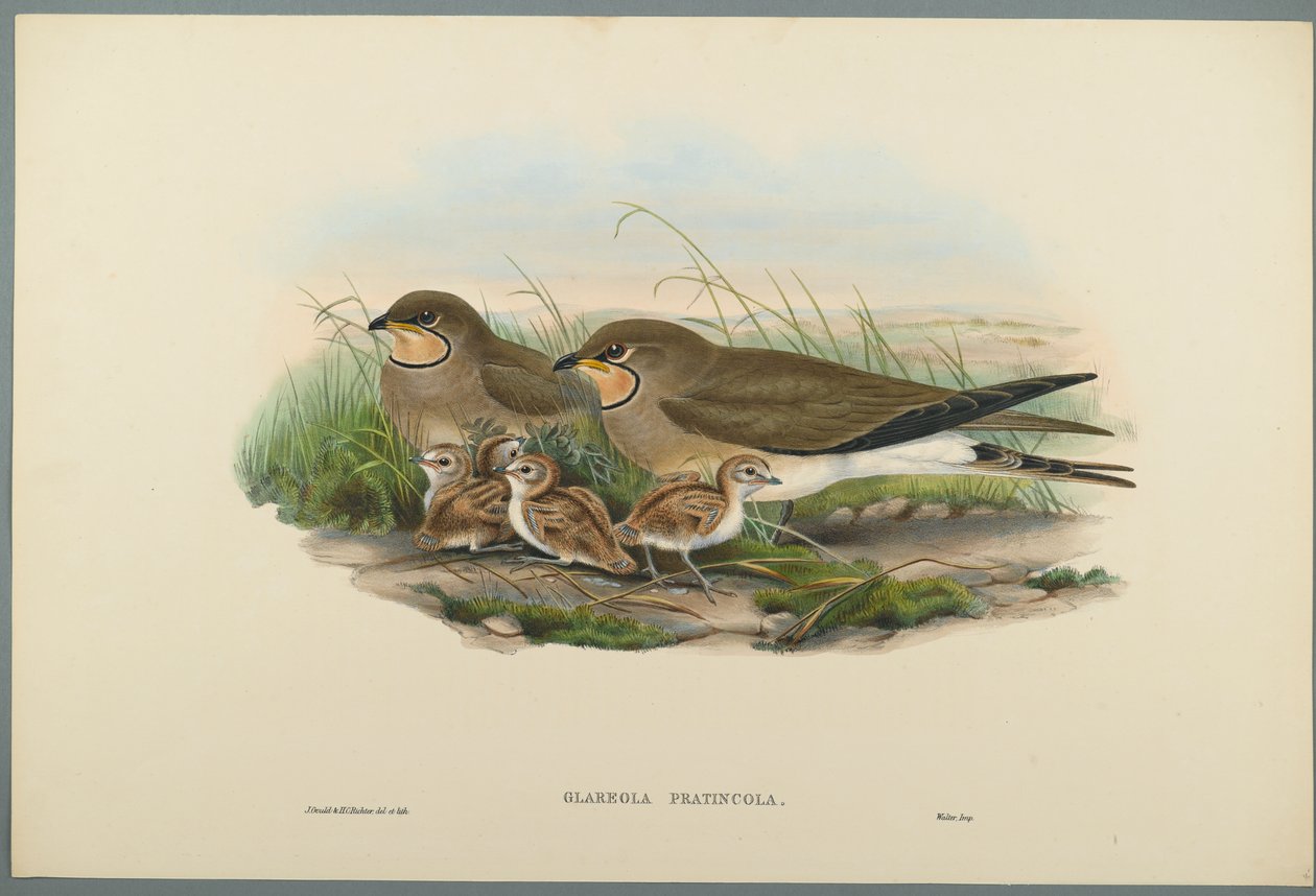 Glareola Pratincola - Common Pratincole (värinen lito kudottupaperilla) tekijältä John Gould