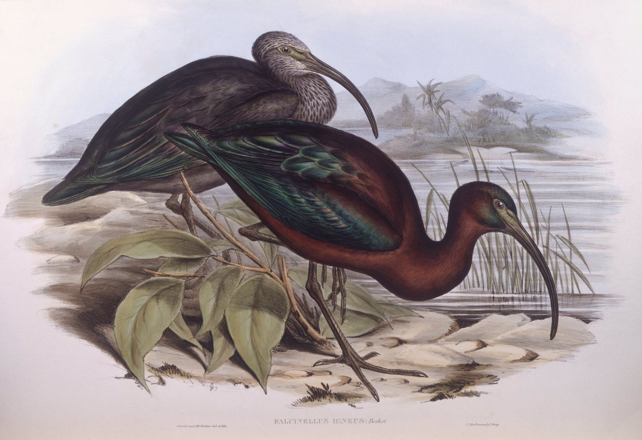 Kiiltävä ibis (Plegadis falcinellus), kaiverrus John Gould tekijältä John Gould