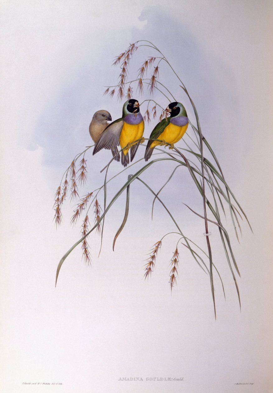 Gouldipeippo (Chloebia tai Erythrura gouldiae), kaiverrus John Gould tekijältä John Gould
