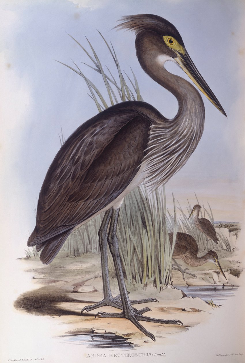 Haikara (Ardea sumatrana), kaiverrus John Gould tekijältä John Gould