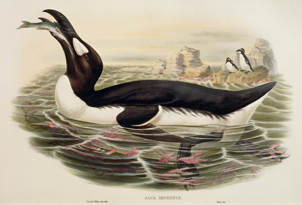 Suuri Auk Pinguinus impennis, kaiverrus tekijältä John Gould
