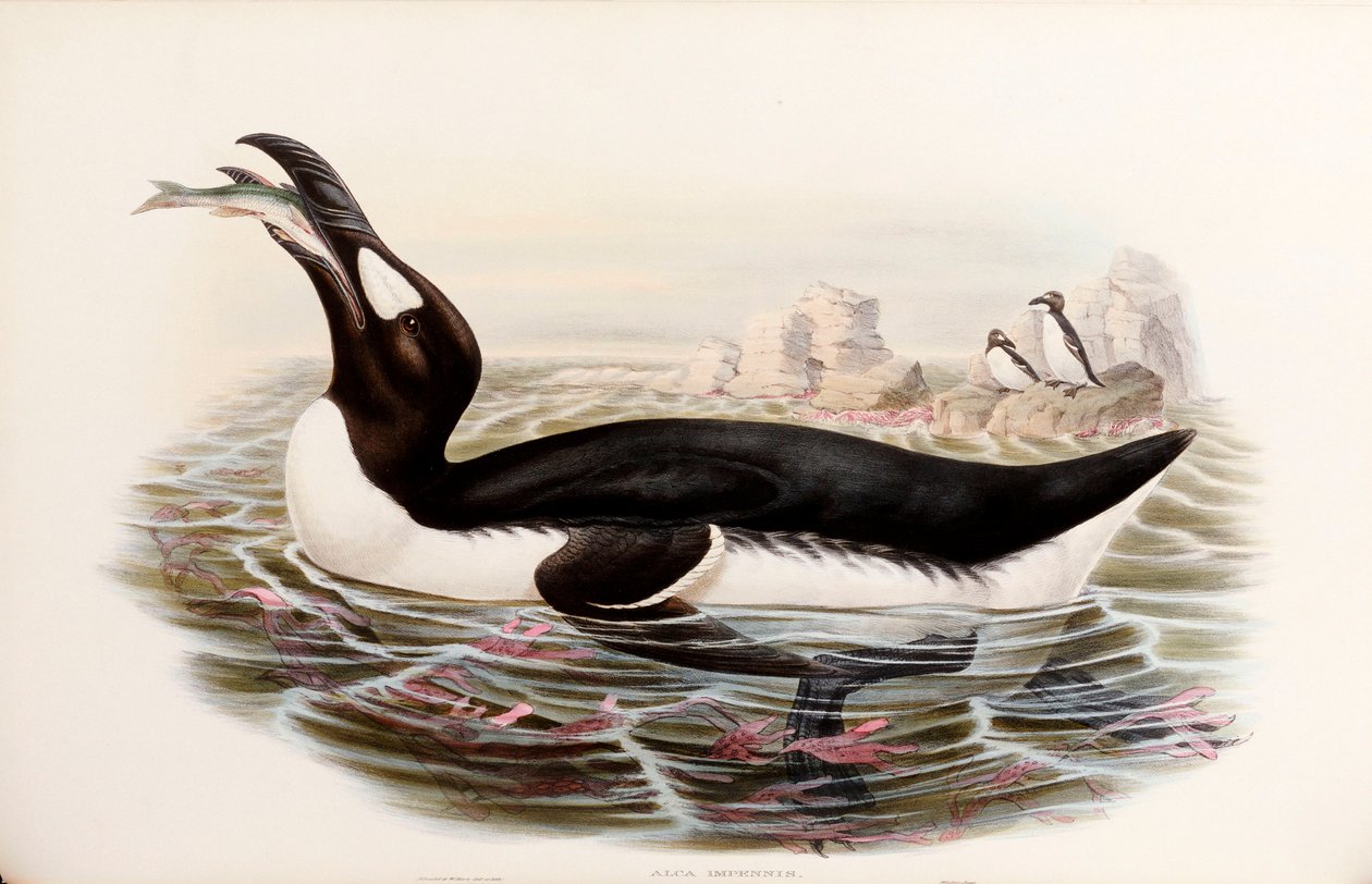 Great Auk, "The Birds of Great Britain", julkaistu Lontoossa 1862-73 tekijältä John Gould