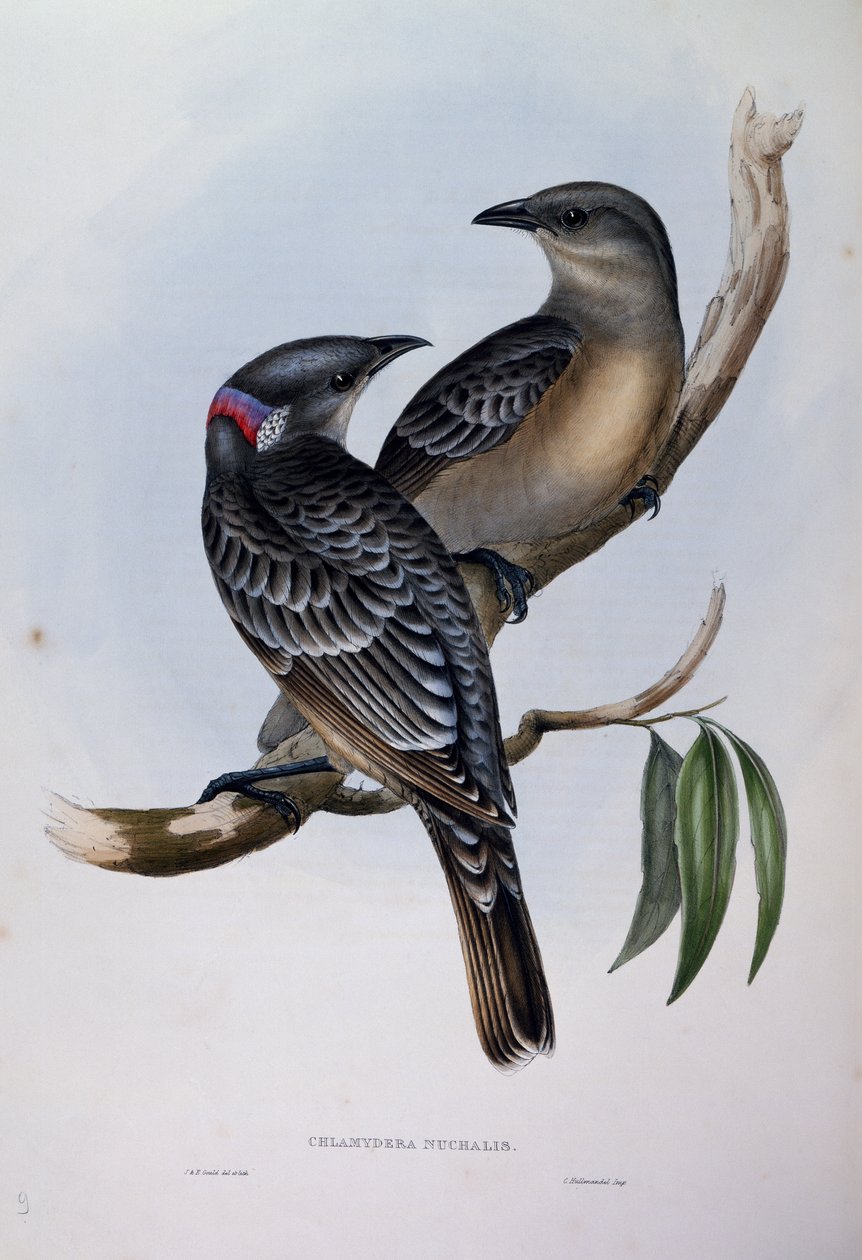 Great Bowerbird (Chlamydera nuchalis), kaiverrus Birds of Australiasta tekijältä John Gould