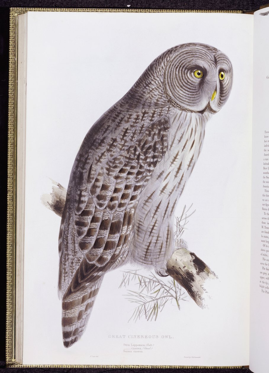 Great Cinereous Owl, "The Birds of Great Britain", julkaistu Lontoossa, 1862-73 tekijältä John Gould