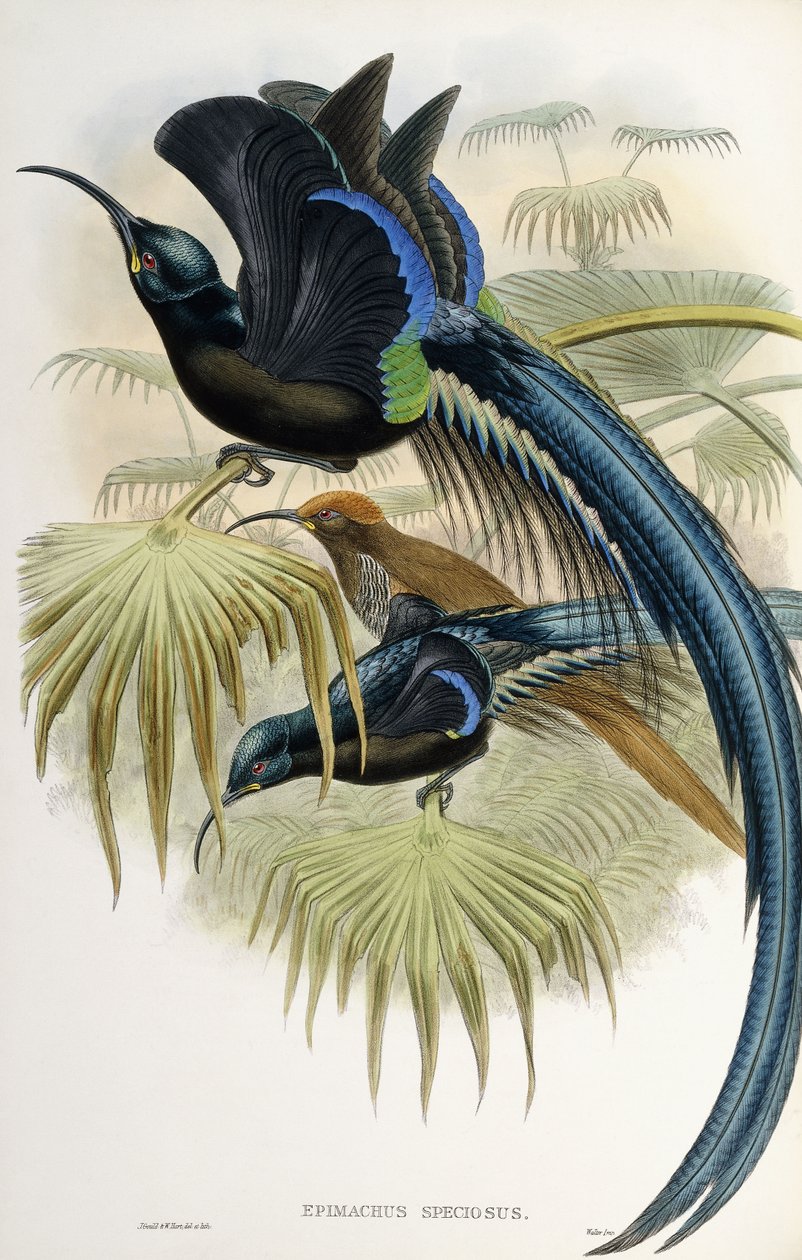 Suuri sirppinokka paratiisin lintu tekijältä John Gould