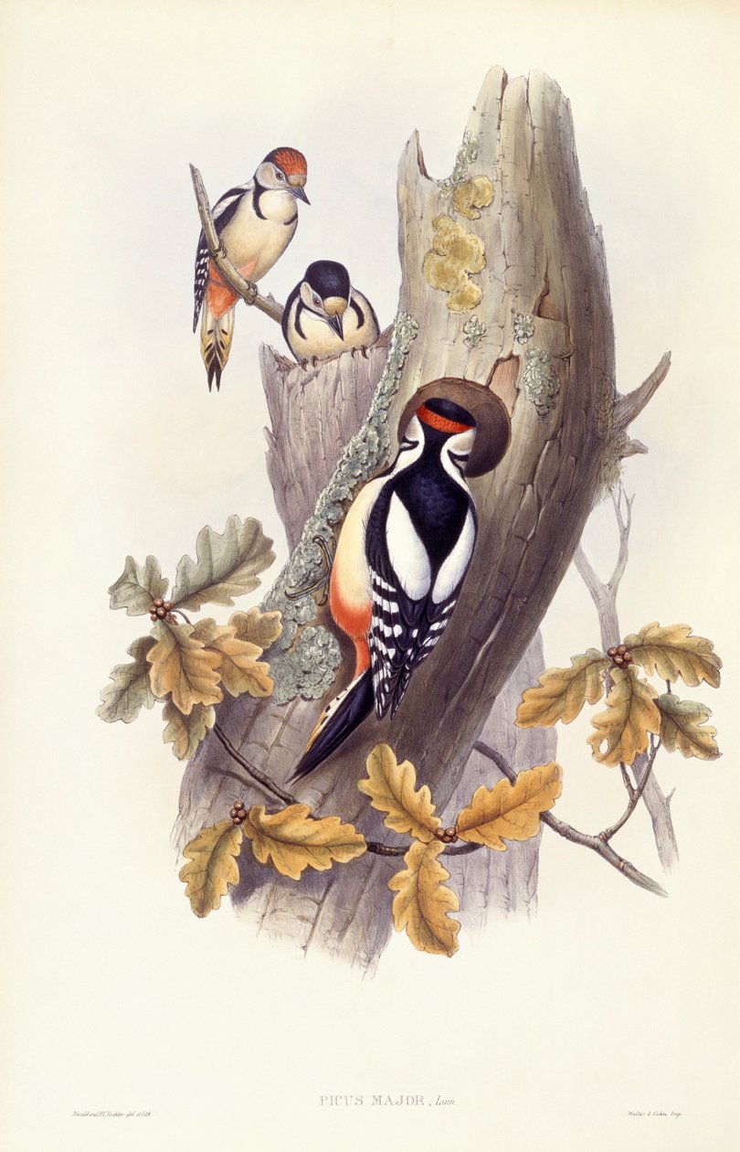 Isotikka (Dendrocopos major), kaiverrus John Gould tekijältä John Gould