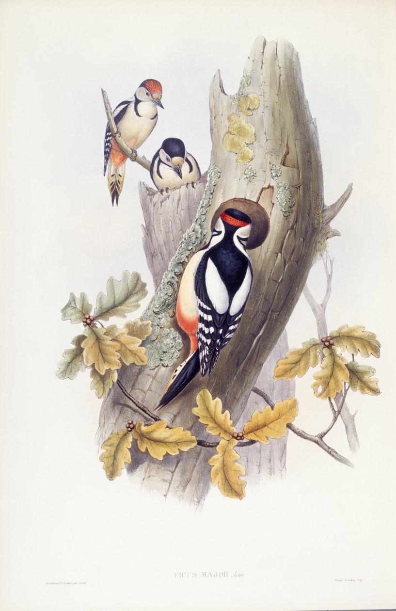 Isotikka (Dendrocopos major), kaiverrus John Gould tekijältä John Gould