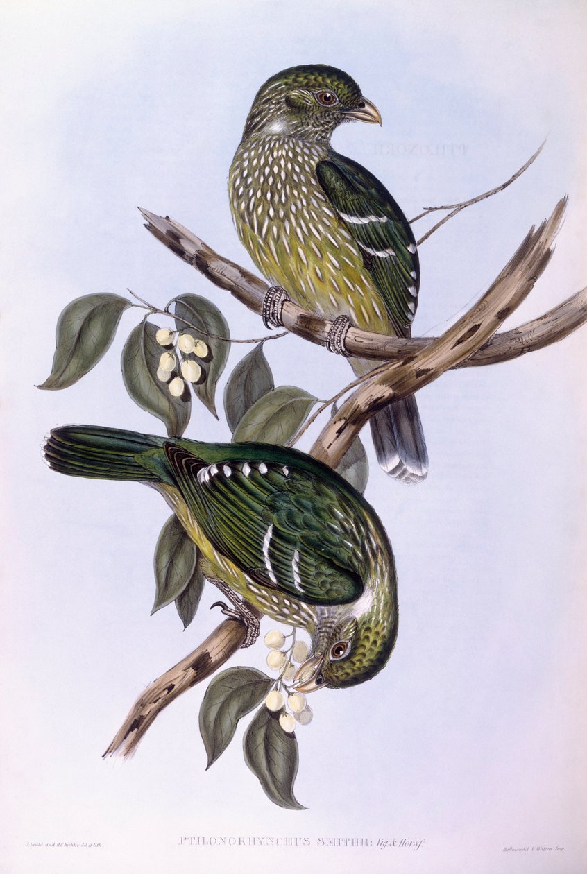 Vihreä kissalintu (Ailuroedus crassirostris), kaiverrus John Gould tekijältä John Gould