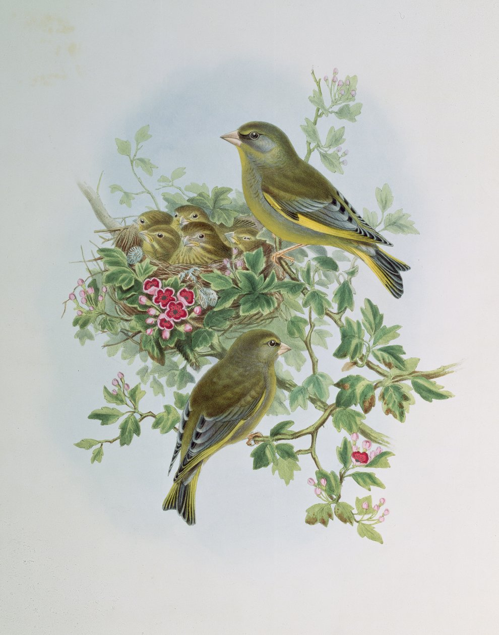 Viherpeippo tekijältä John Gould