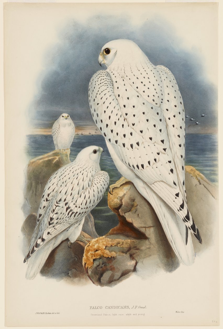 Grönlanninhaukka tekijältä John Gould
