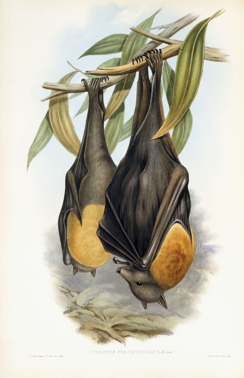 Harmaapäinen lentävä kettu tekijältä John Gould