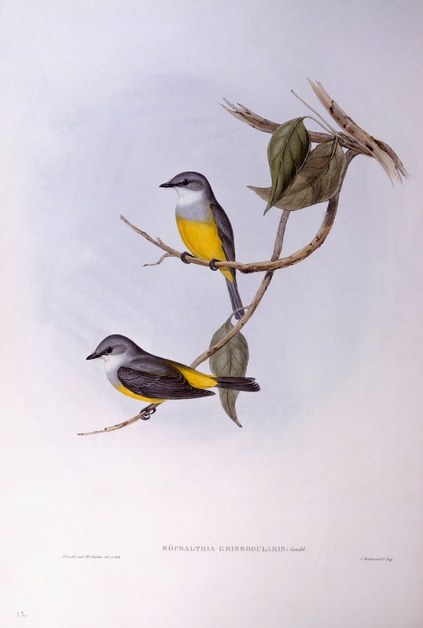 Harmaarintainen robin (Eopsaltria griseogularis), kaiverrus John Gould tekijältä John Gould