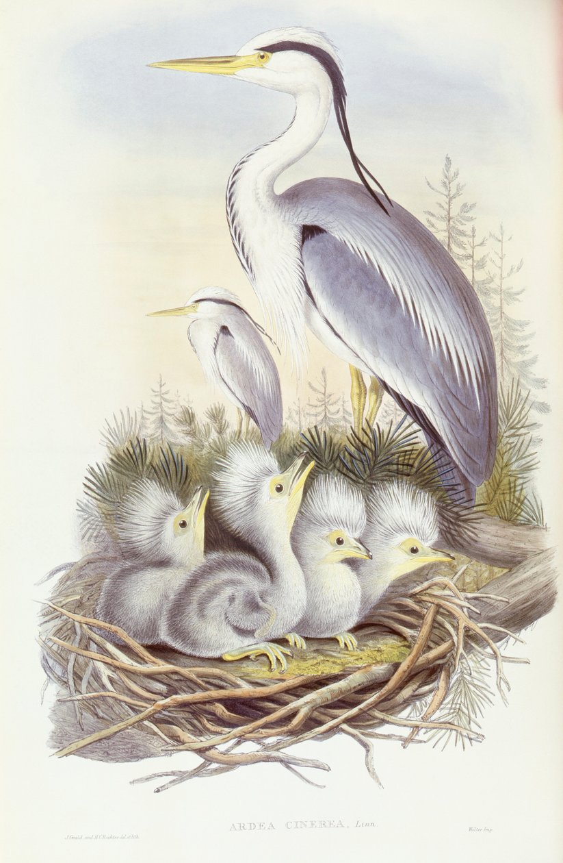 Harmaahaikara (Ardea cinerea), kaiverrus John Gould tekijältä John Gould