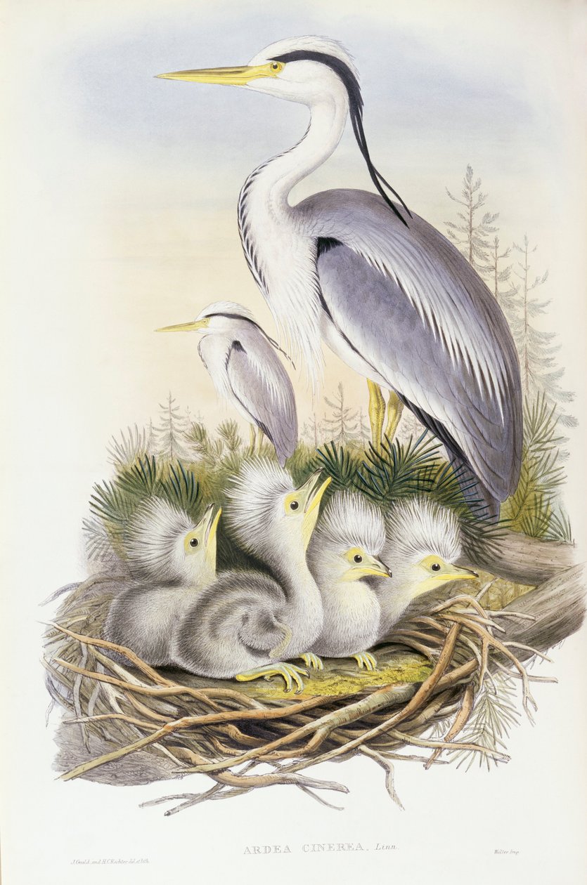 Harmaahaikara (Ardea cinerea), kaiverrus John Gould tekijältä John Gould