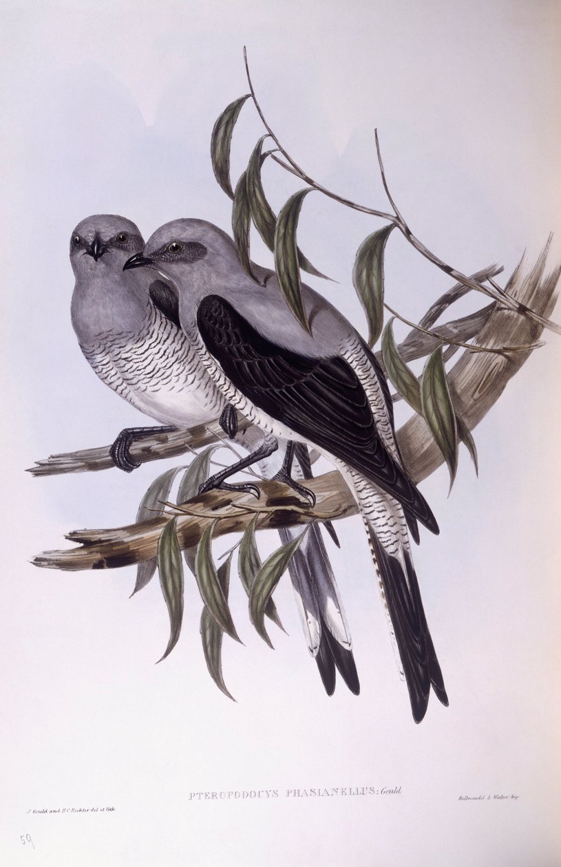 Jauhettu käki (Coracina maxima), kaiverrus John Gould tekijältä John Gould