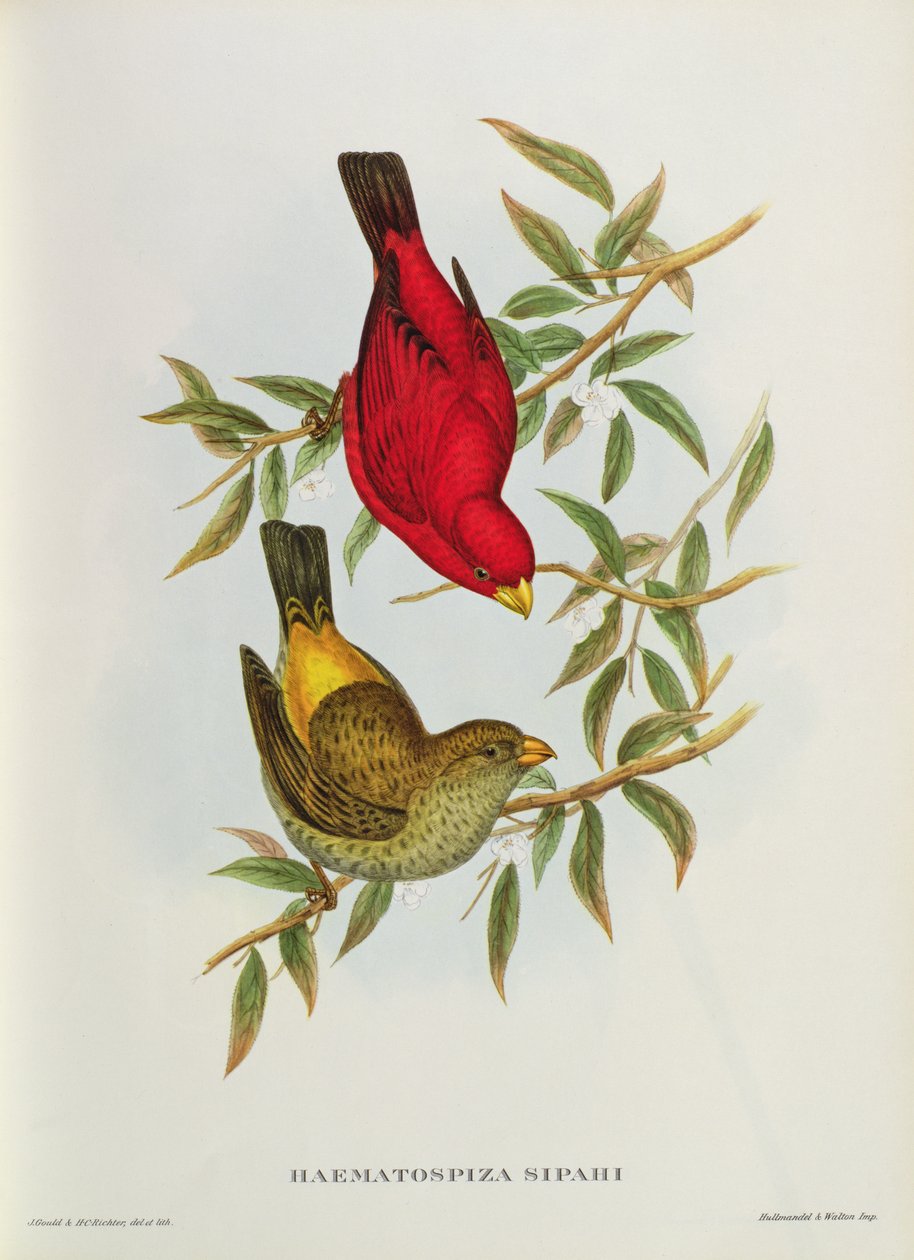 Haematospiza Sipahi, kuvitus julkaisusta "Birds of Asia", voi. I, osat I-VI, kirjoittanut John Gould, 1850-54 tekijältä John Gould