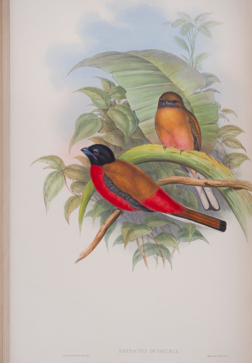 Harpactes Duvauceli, John Gouldin The Birds of Great Britain -levy, julkaistu 1862-73 (käsinvärinen lito) tekijältä John Gould