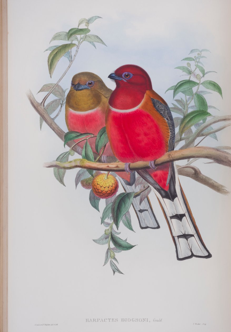 Harpactes Hodgsoni, lautanen John Gouldin The Birds of Great Britain -julkaisusta, julkaistu 1862-73 (käsinvärinen lito) tekijältä John Gould