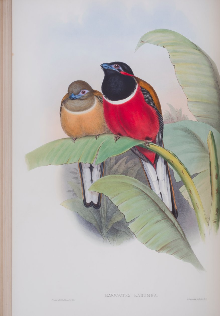 Harpactes Kasumba, lautanen John Gouldin teoksesta The Birds of Great Britain, julkaistu 1862-73 (käsinvärinen lito) tekijältä John Gould