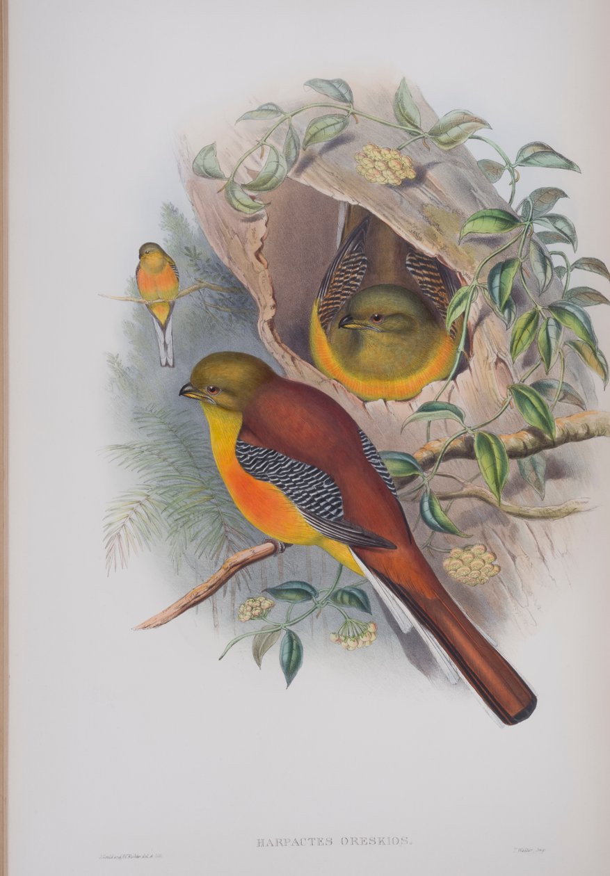Harpactes Oreskios, lautanen John Gouldin teoksesta The Birds of Great Britain, julkaistu 1862-73 (käsinvärinen lito) tekijältä John Gould