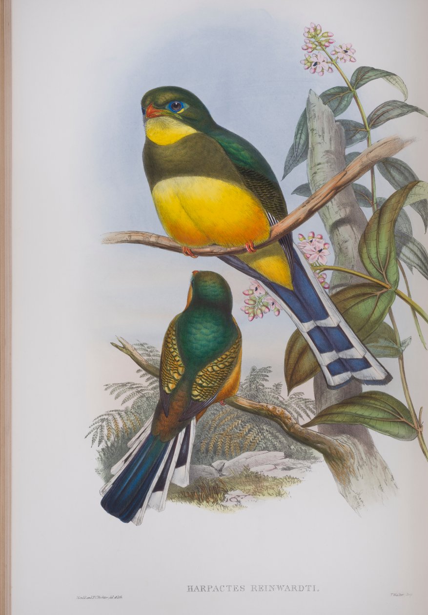 Harpactes Reinwardti, lautanen John Gouldin teoksesta The Birds of Great Britain, julkaistu 1862-73 (käsinvärinen lito) tekijältä John Gould