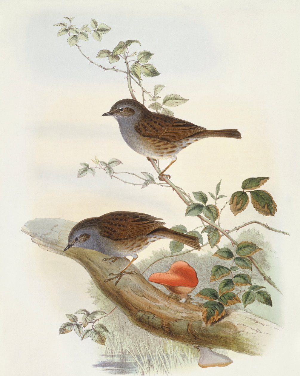 Pensaskorostin (Prunella modularis), kaiverrus John Gould tekijältä John Gould