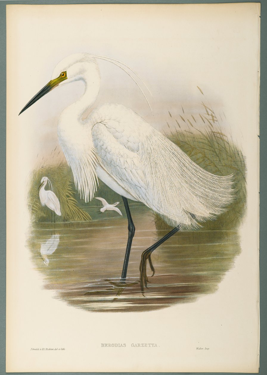 Herodias Garzetta - Little Egret (värillinen lito kudospaperilla) tekijältä John Gould