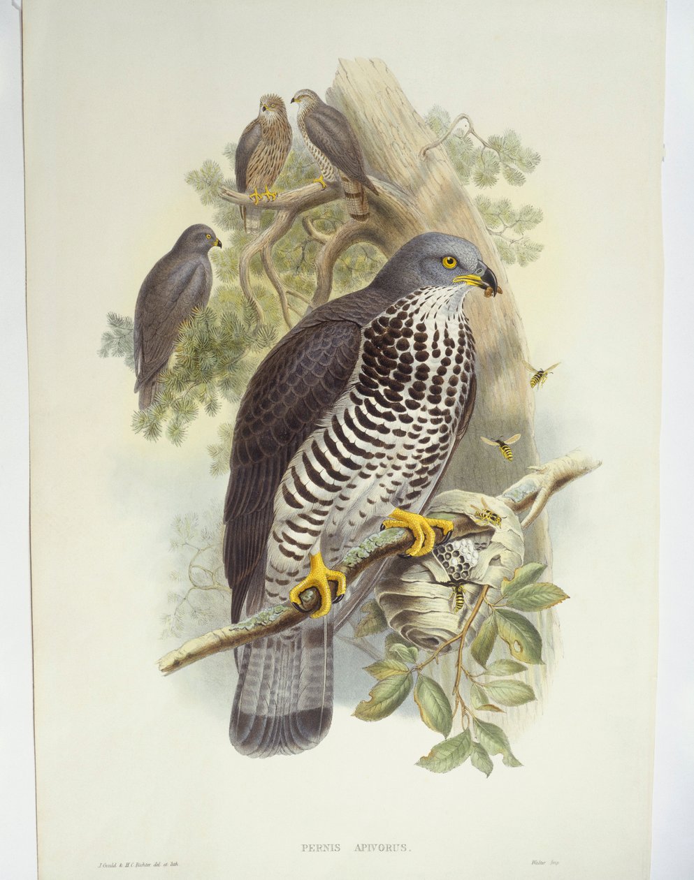 Hunajahiirihaukka (Pernis apivorus), kuva tekijältä John Gould
