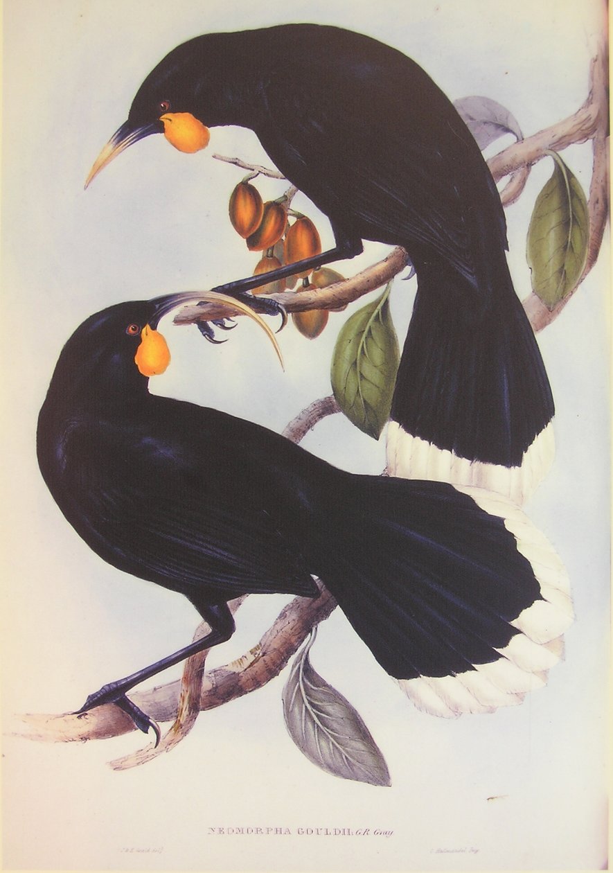 Huia parin kuvitus tekijältä John Gould