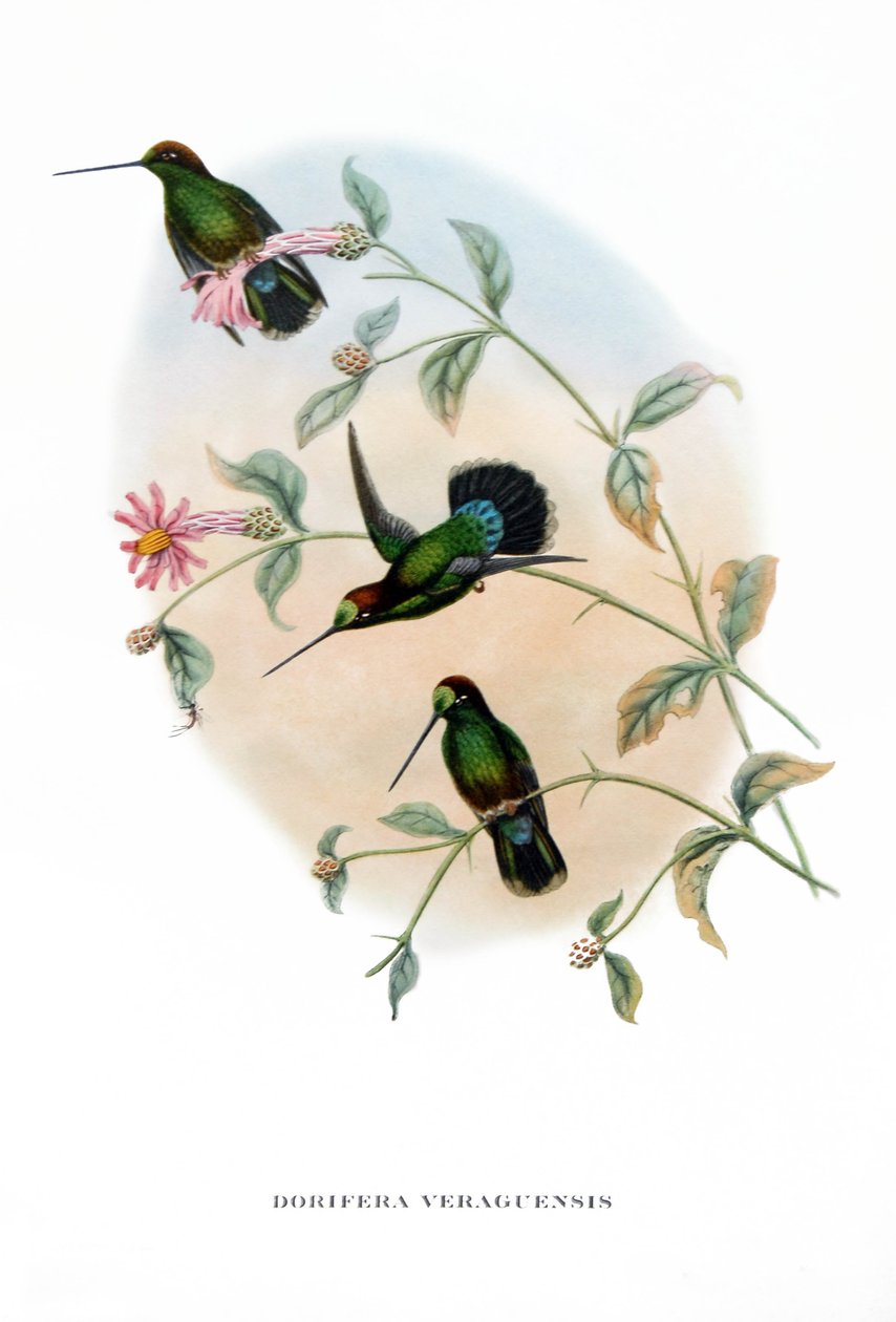 Kolibri - Veruguan Lance-Bill, lintuja Costa Ricasta , kaiverrus John Gouldin (1804-1881) kirjasta "Tropical Birds". tekijältä John Gould