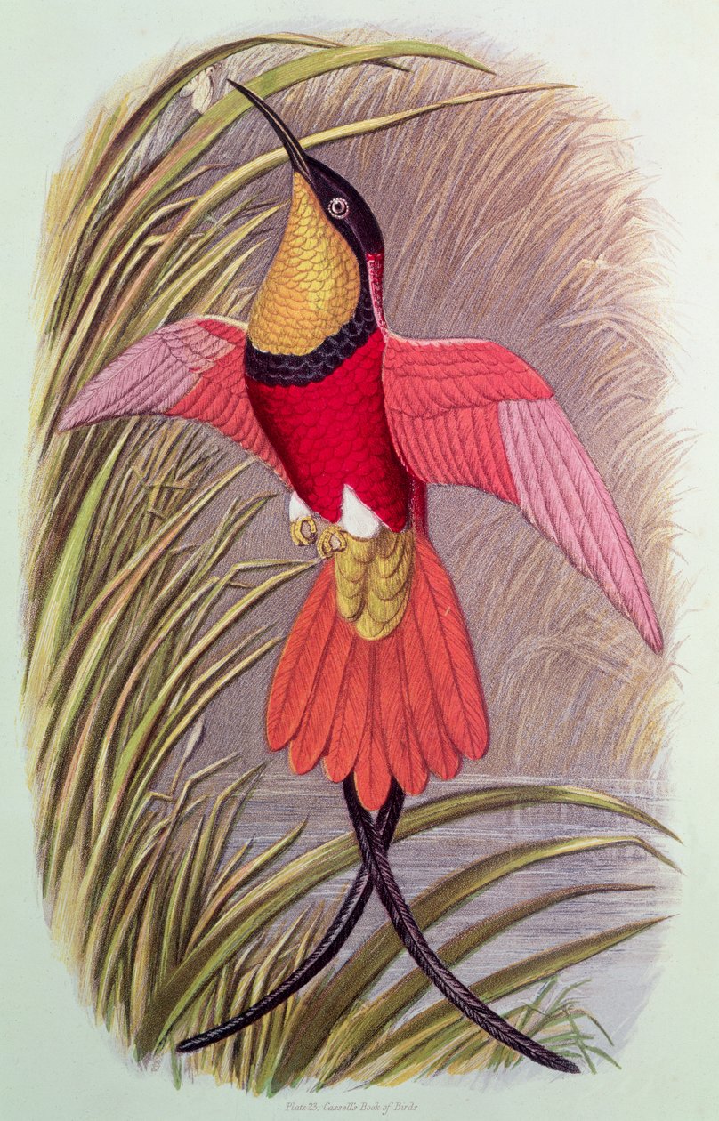 Humming Bird: Crimson Topaz, levy 23 Cassell
