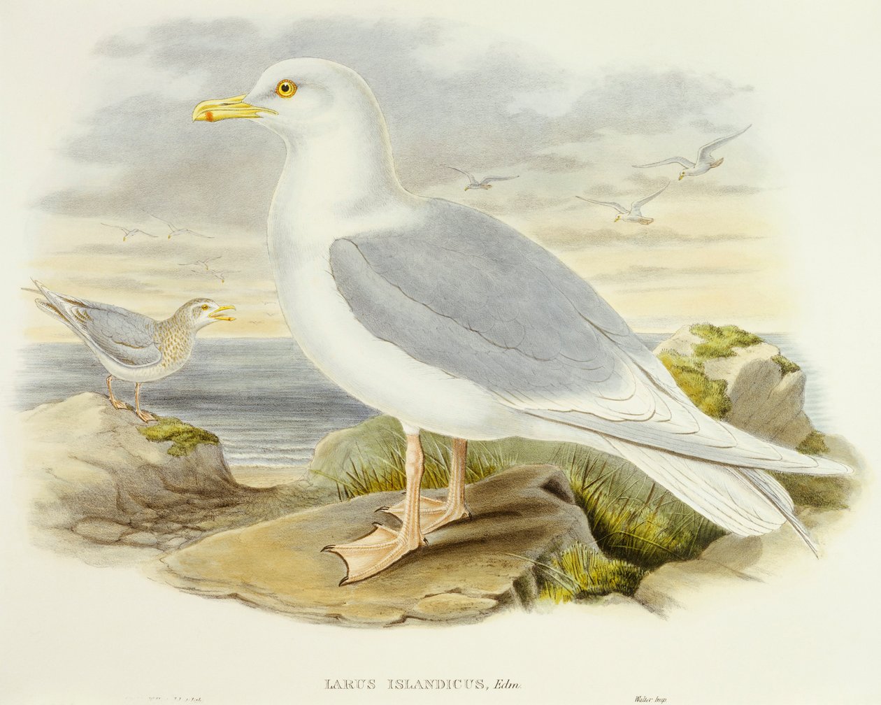 Islantilokki (Larus glaucoides), kaiverrus John Gould tekijältä John Gould