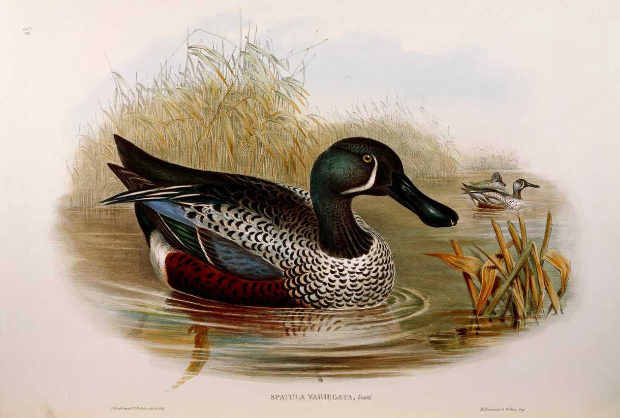 Kuvitus John Gouldin teoksesta "Australian linnut", joka edustaa australasialaista lapioilijaa Anas rhynchotis variegataa, kirjoittanut Oscar Dressler tekijältä John Gould