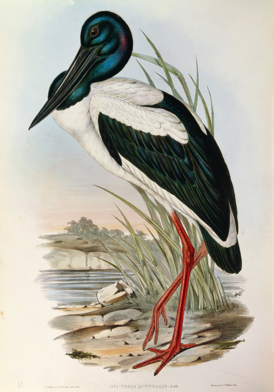 Kuvitus John Gouldin teoksesta "Australian linnut", joka edustaa mustakaulahaikaraa Ephippiorhynchus asiaticusta, tekijältä John Gould