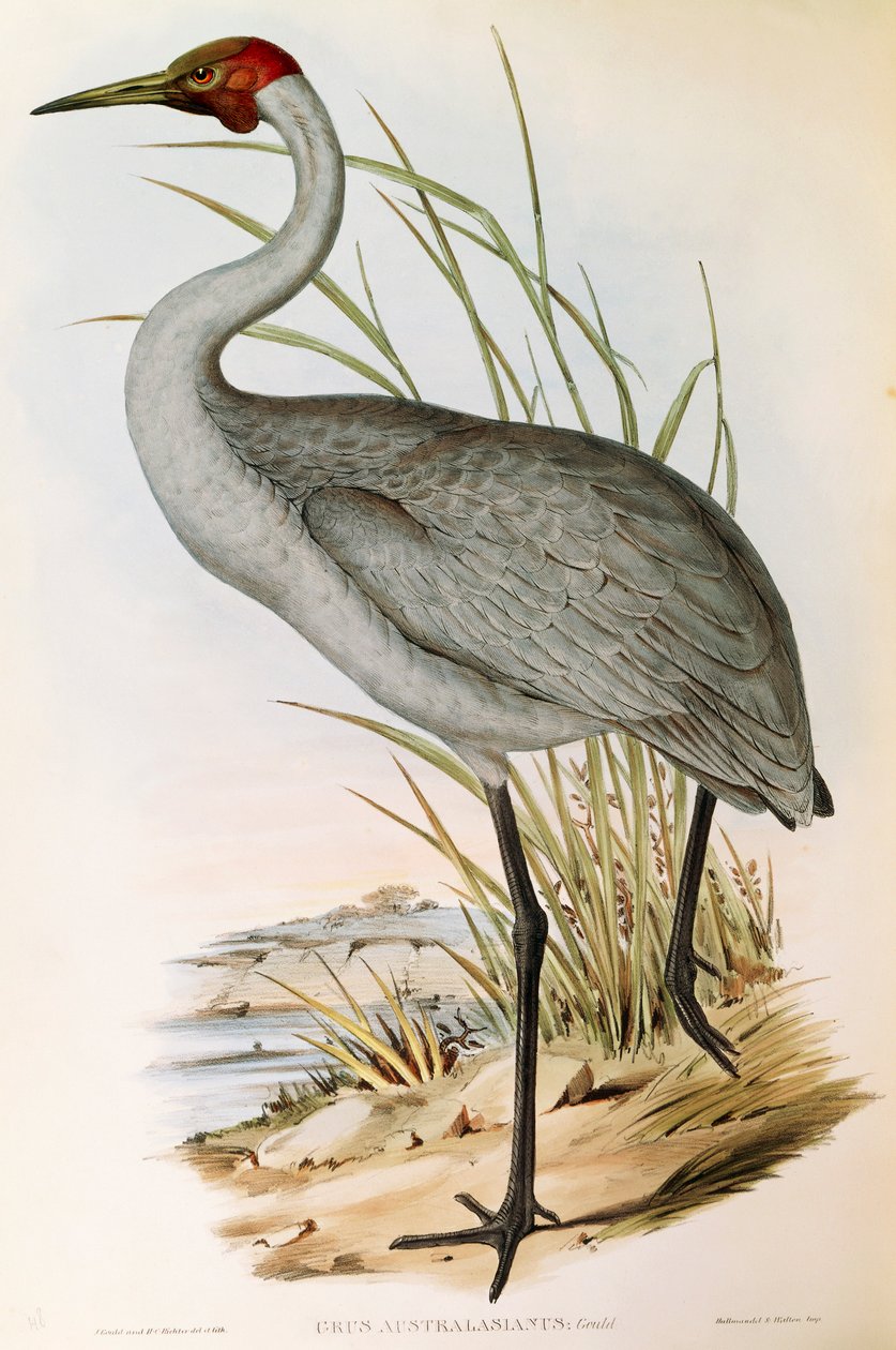 Kuvitus John Gouldin teoksesta "The Birds of Australia", joka edustaa Brolga Grus rubicundaa, tekijältä John Gould
