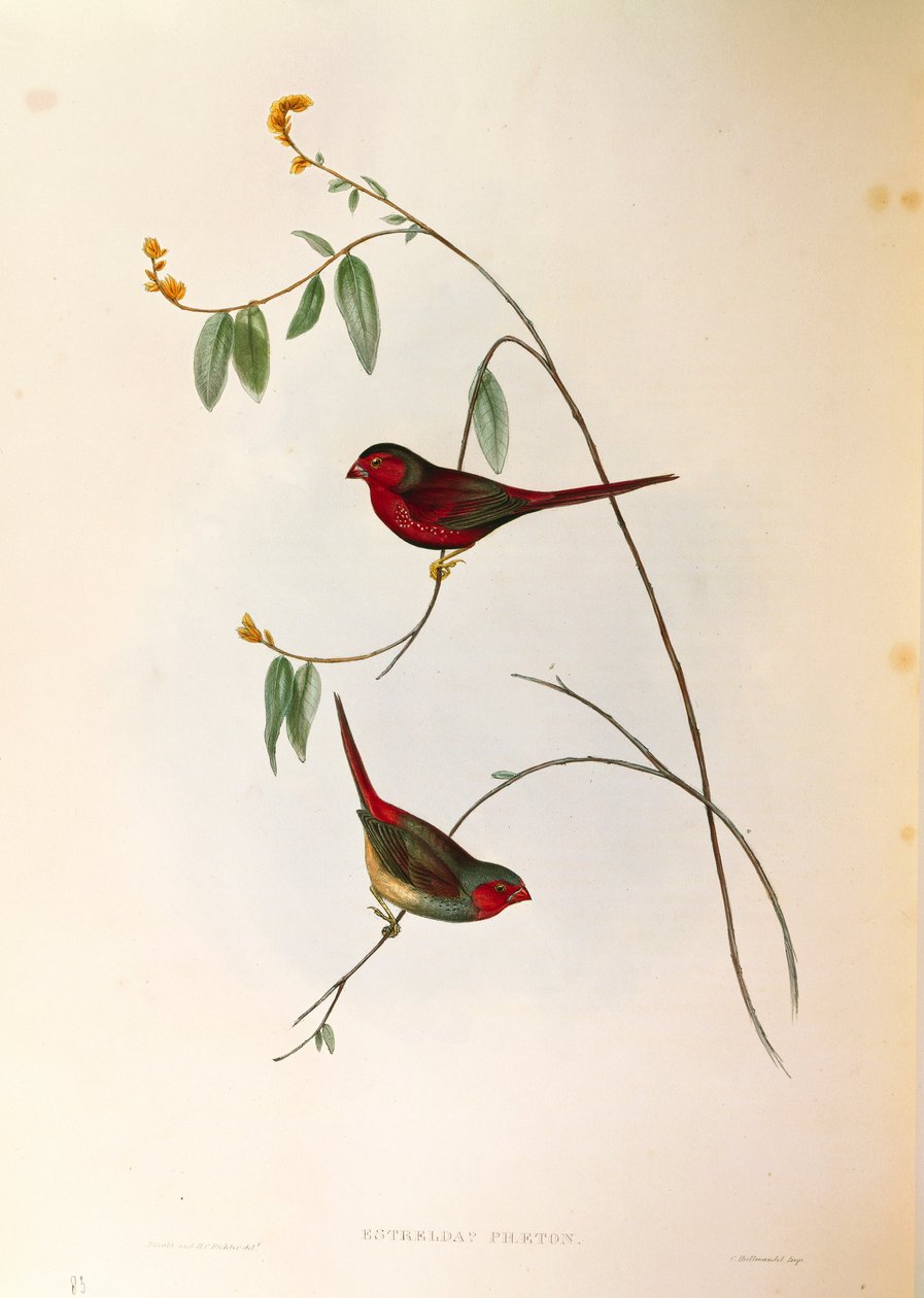 Kuvitus John Gouldin teoksesta "The Birds of Australia", joka edustaa Crimson Finch Neochmia phaetonia, värillinen kaiverrus tekijältä John Gould