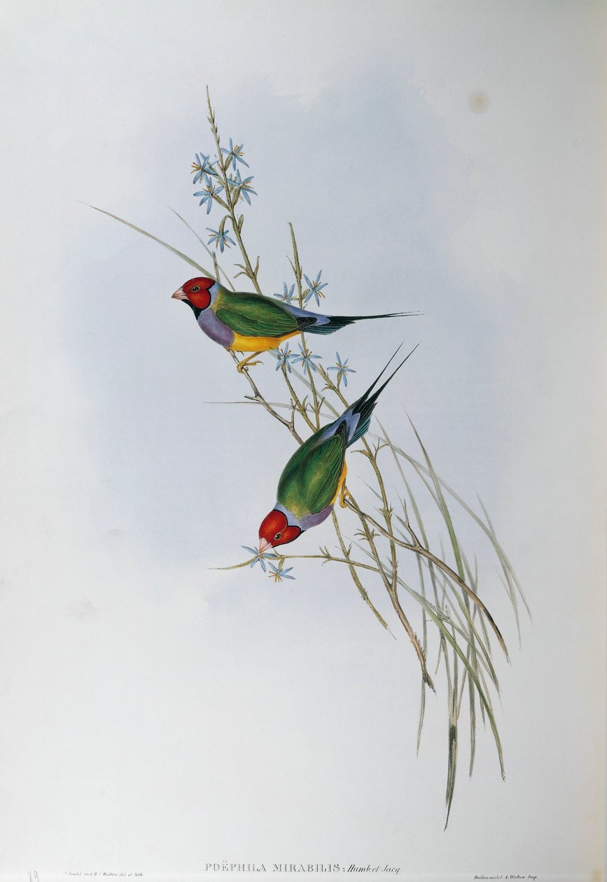 Kuvitus John Gouldin teoksesta "Australian linnut", joka edustaa Gouldian Finch Chloebia gouldiae, Oscar Dressler tekijältä John Gould