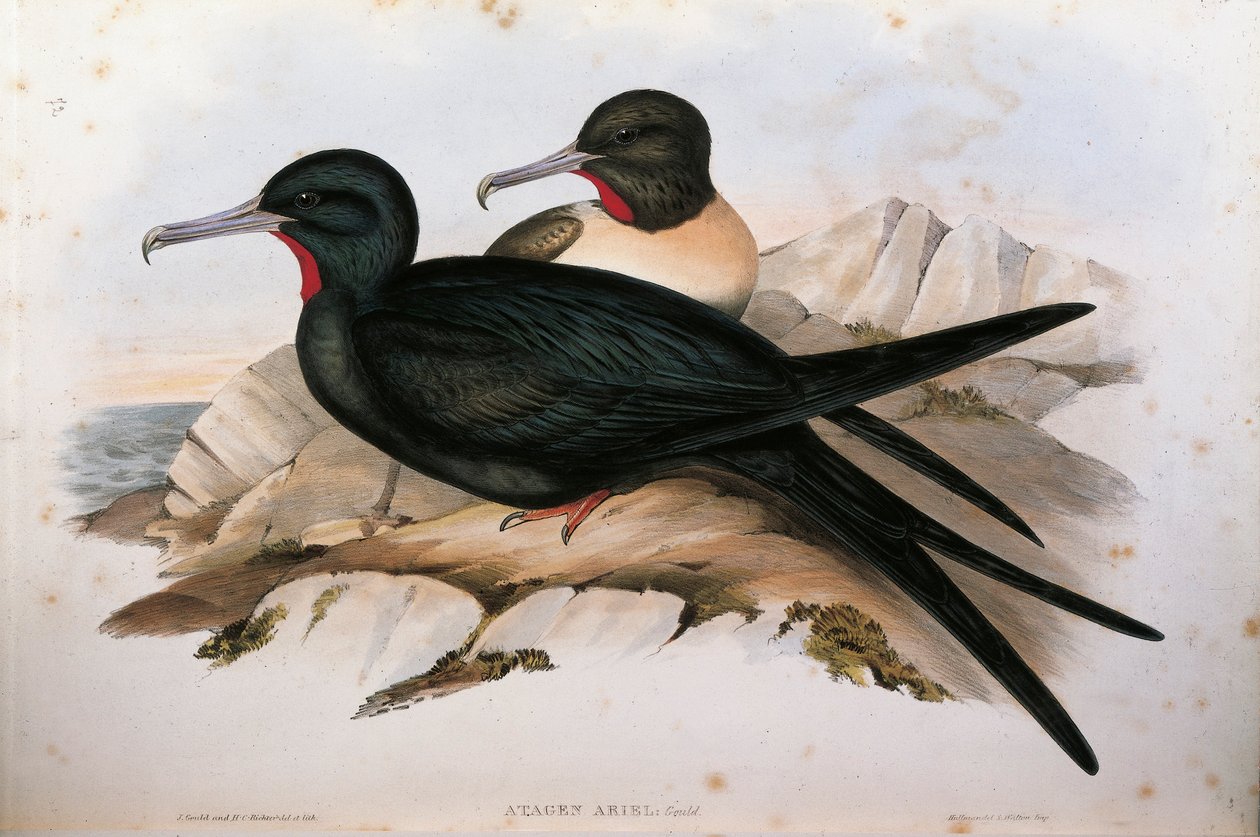 Kuvitus John Gouldin teoksesta "The Birds of Australia", joka esittää pikkufregattilintua Fregata ariel, Oscar Dresslerin tekemä kuva tekijältä John Gould