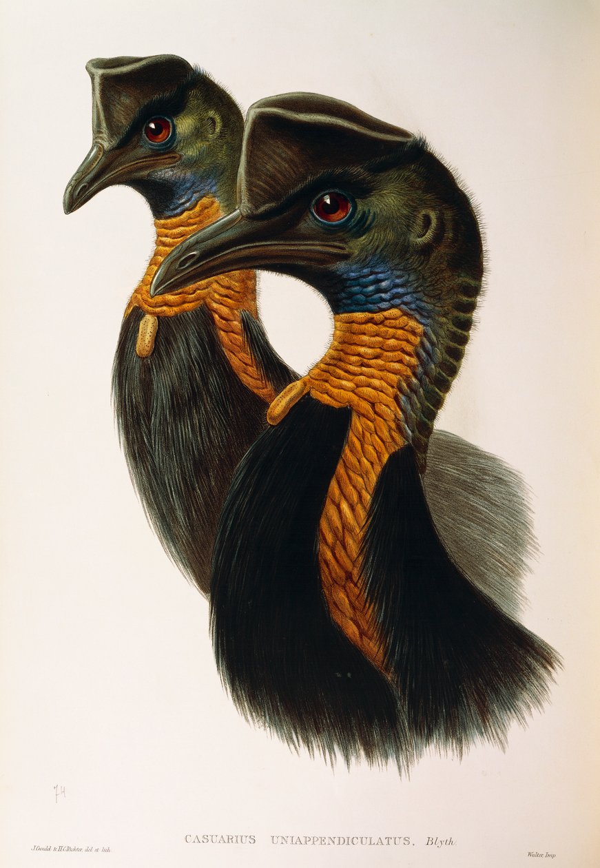 Kuvitus John Gouldin teoksesta "Australian linnut", joka edustaa pohjoiskasuari Casuarius unappendiculatusta, kirjoittanut Oscar Dressler tekijältä John Gould