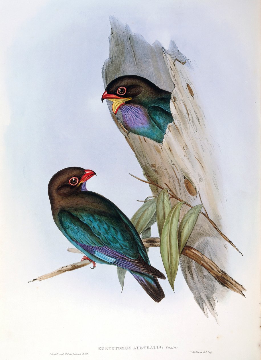 Kuvitus John Gouldin teoksesta "The Birds of Australia", joka edustaa Oriental Dollarbird Eurystomus orientalis, tekijältä John Gould
