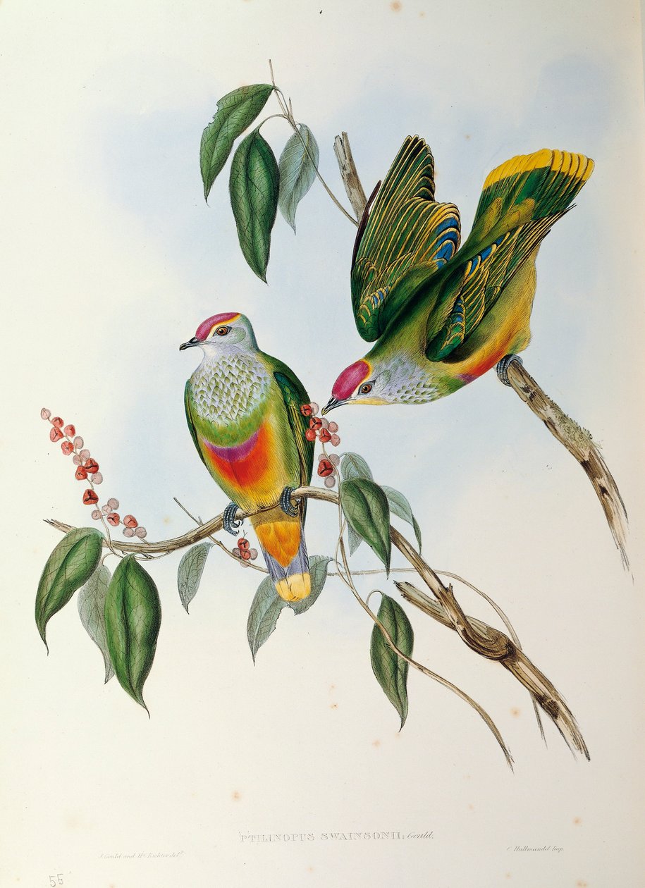 Kuvitus John Gouldin teoksesta "The Birds of Australia", joka edustaa ruusukruunuista hedelmäkyyhkyä Ptilinopus reginaa, tekijältä John Gould