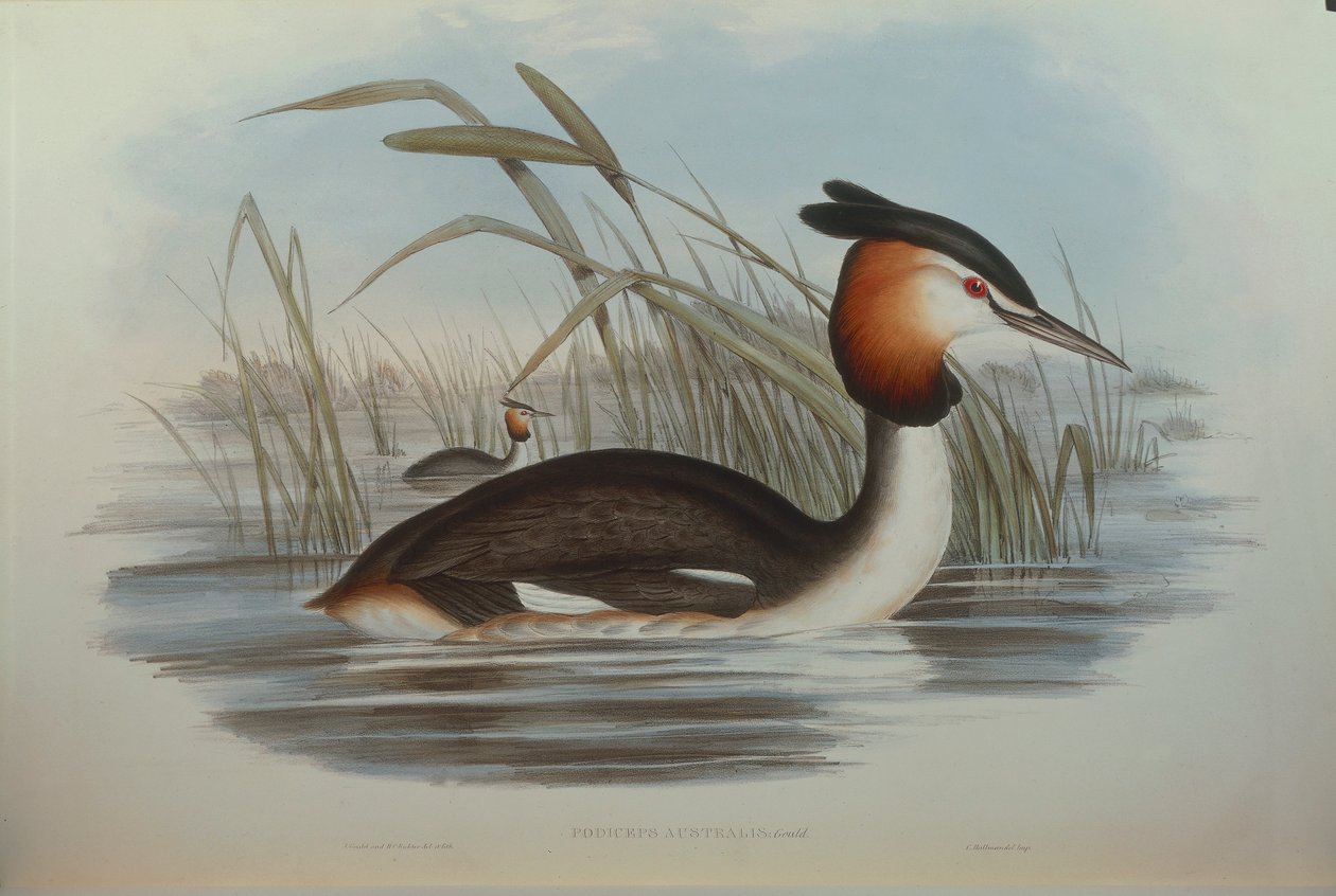 Kuvitus John Gouldin teoksesta "Australian linnut", joka edustaa eteläharjakurkkua Podiceps cristatus australis, kirjoittanut Oscar Dressler tekijältä John Gould