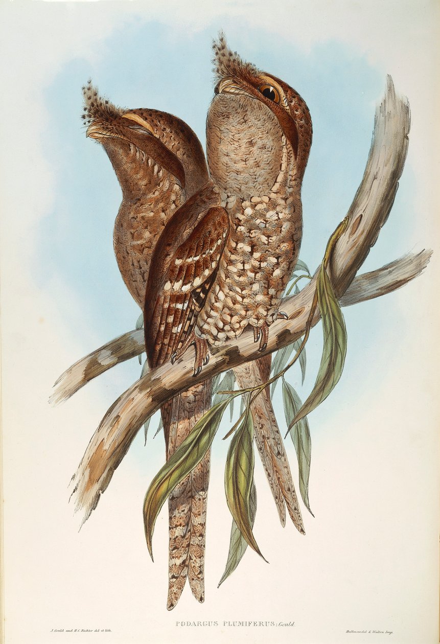 Kuvitus John Gouldin teoksesta "Australian linnut", joka edustaa Tawny Frogmouth Podargus strigoidesia, kirjoittanut Oscar Dressler tekijältä John Gould