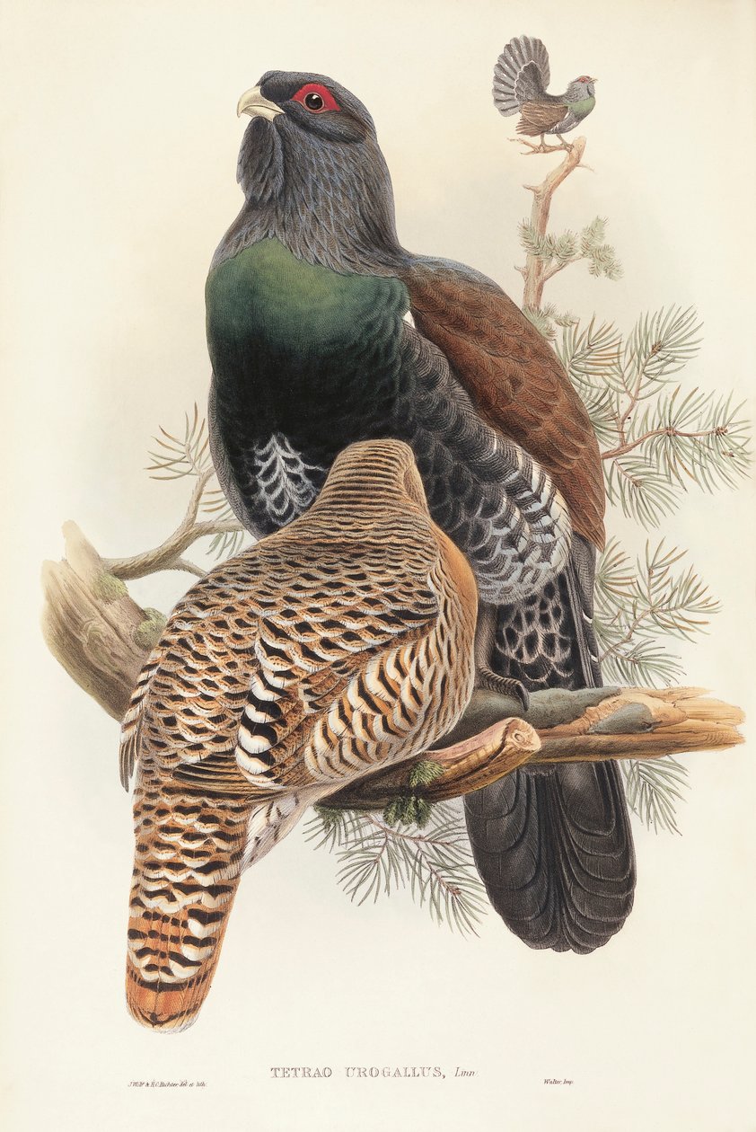Kuvitus John Gouldin teoksesta "The Birds of Great Britain", joka edustaa metso Tetrao urogallus tekijältä John Gould