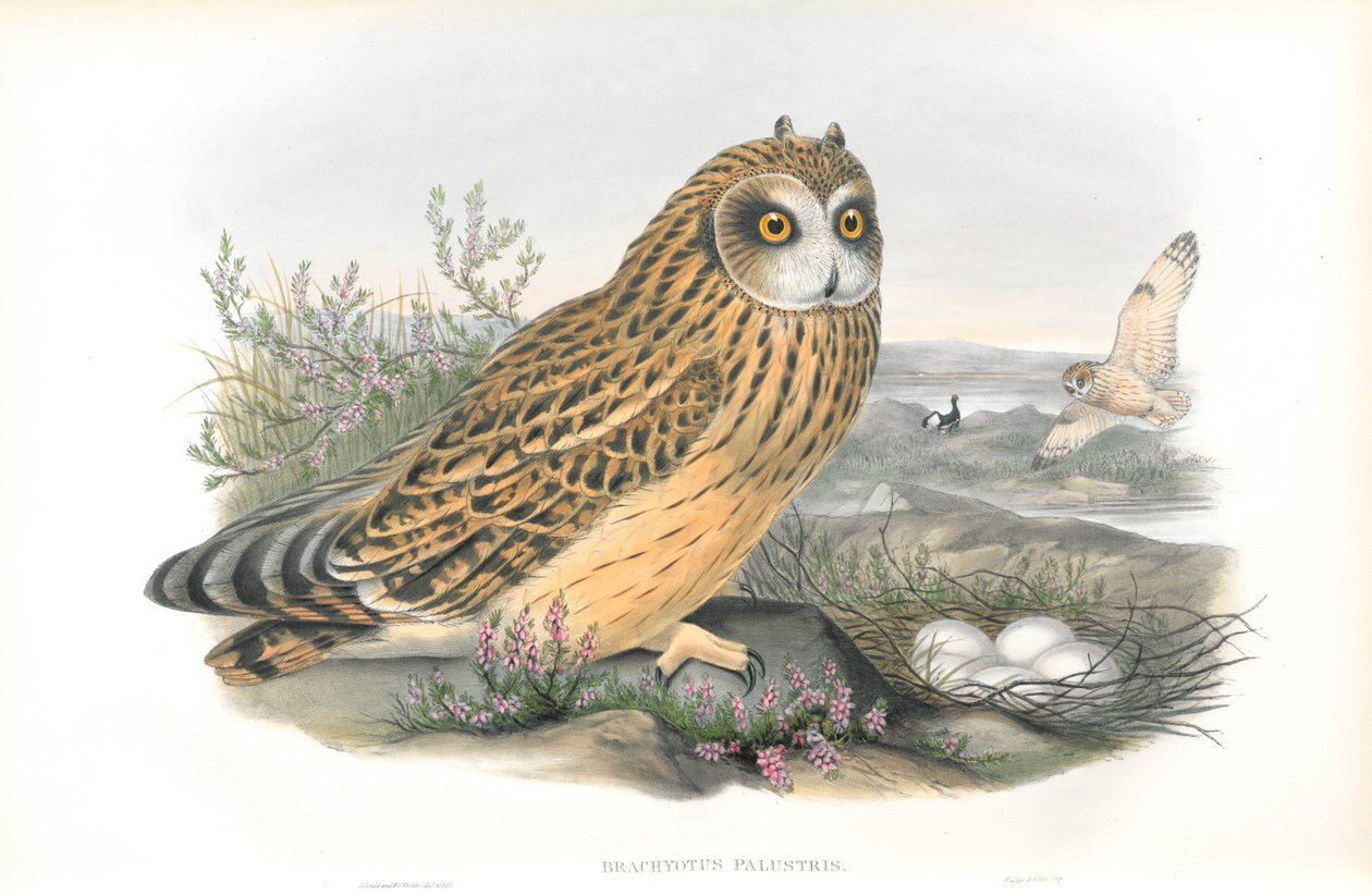 Kuva Brachyotus Palustrisista (lyhytkorvainen pöllö) tekijältä John Gould