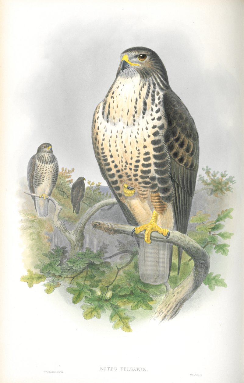 Kuva Buteo Vulgarisista (hiirihaukka) tekijältä John Gould