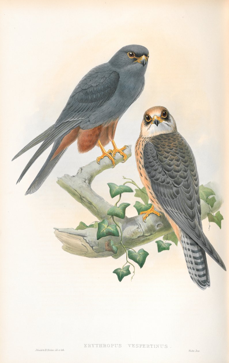 Kuva Erythropus Vespertinusista (oranssijalkainen harrastus) tekijältä John Gould