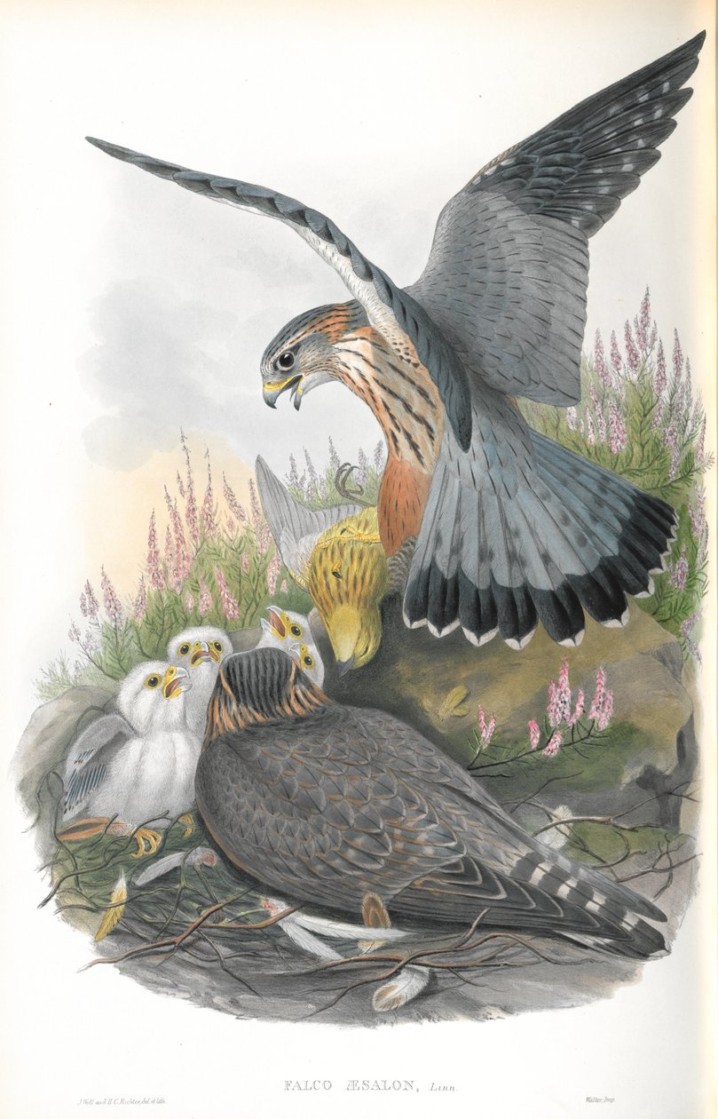 Kuva Falco Aesalonista (Merlin) tekijältä John Gould