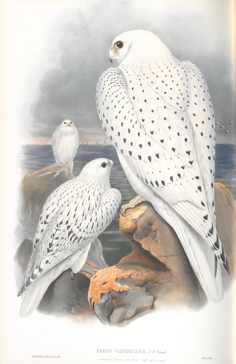 Kuva Falco Candicansista (Grönlannin Falcon Light Race) tekijältä John Gould