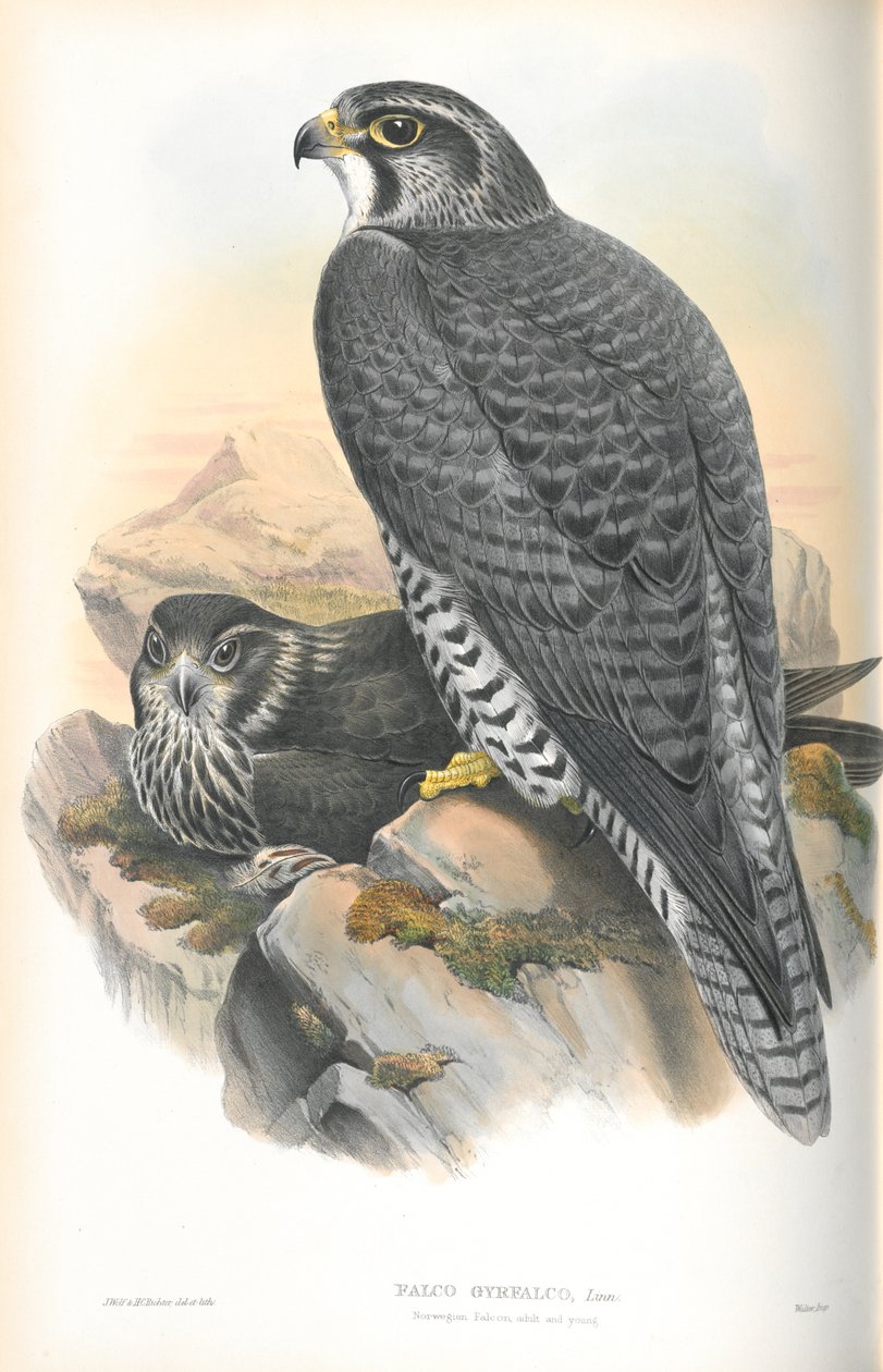 Kuva Falco Gyrfalcosta (norjalainen Gyrfalcon) tekijältä John Gould